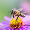 Candito Fondabee Alimento a Base di Zuccheri per Api 2 Kg [12970aa9]