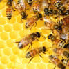 Candito Fondabee Alimento a Base di Zuccheri per Api 2 Kg [a58acbad]