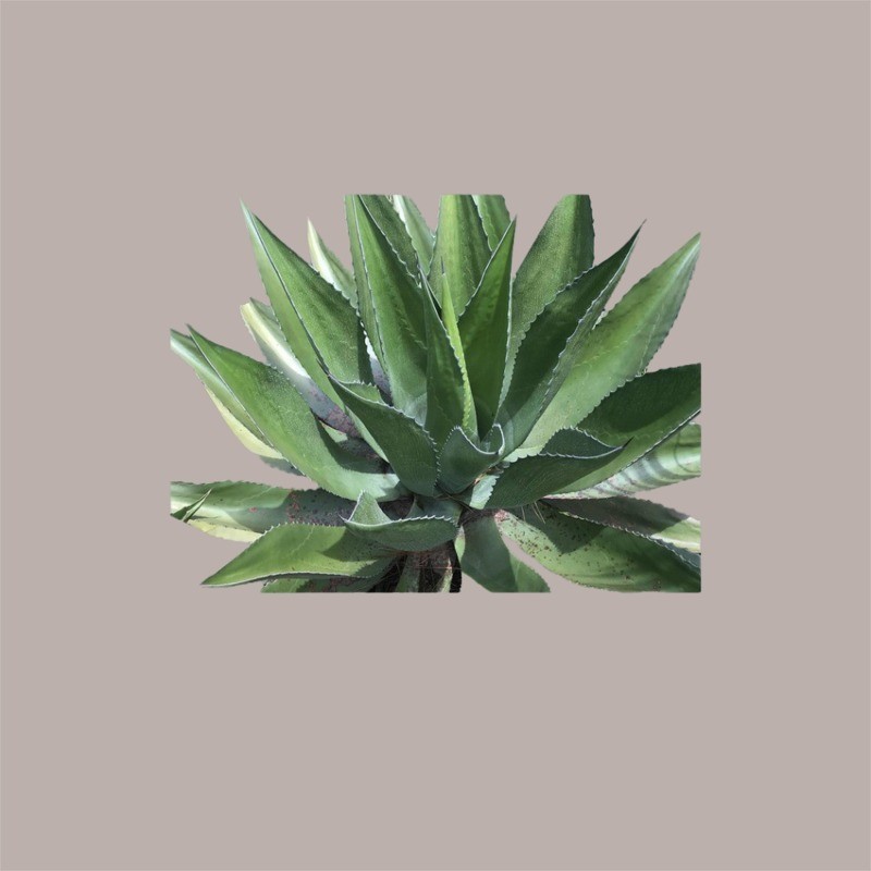 Dolcificante Liquido Sciroppo d'Agave Blu Bio 100% Fabbri 700 gr [7e75d70e]