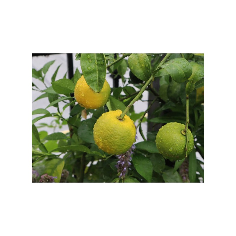 Sciroppo Concentrato per Granita Gusto Calamansi Yuzu Plus Mixybar Fabbri 1,3 Kg [653be6f6]