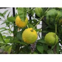 Sciroppo Concentrato per Granita Gusto Calamansi Yuzu Plus Mixybar Fabbri 1,3 Kg [653be6f6]