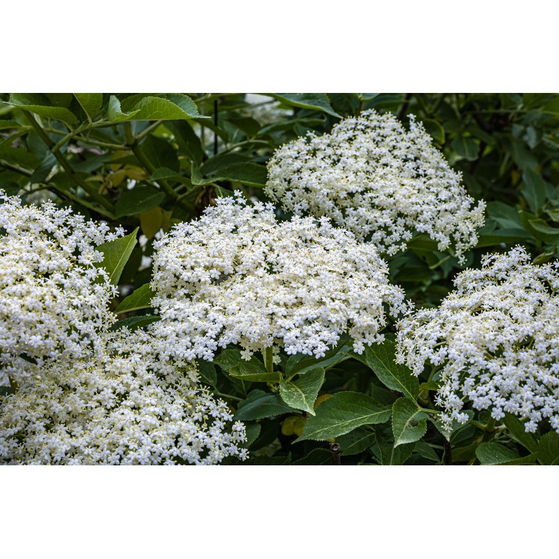 Sciroppo Concentrato per Granita Gusto Fiori e Bacche di Sambuco Mixybar Fabbri 1,3 Kg [56063a70]