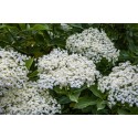 Sciroppo Concentrato per Granita Gusto Fiori e Bacche di Sambuco Mixybar Fabbri 1,3 Kg [56063a70]