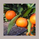 Variegato al Gusto Mandarino con Scorze ideale per Gelato Dessert Leagel 2 Kg [be392dbb]