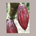 Cioccolato Bianco di Copertura 35% in Pastiglie DOMORI 1 Kg [6013b423]